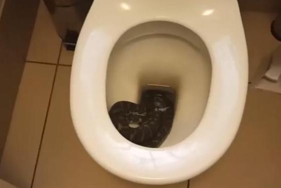 python removed from toilet in australia