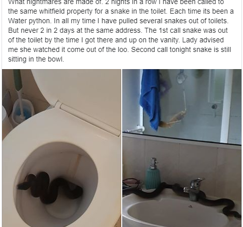 PYTHON FOUND IN THE TOILET IN AUSTRALIA (TERRIFYING IMAGES)