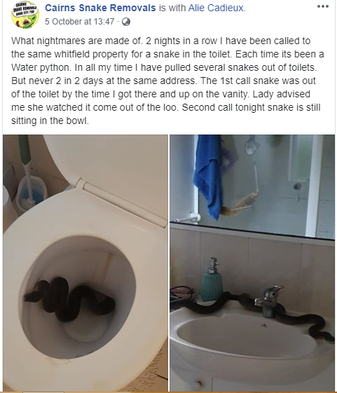 PYTHON FOUND IN THE TOILET IN AUSTRALIA (TERRIFYING IMAGES)