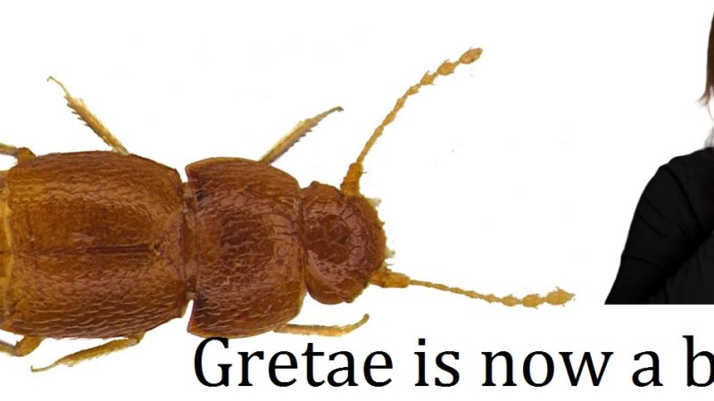 Gretae is a Newly Discovered Smallest Beetle