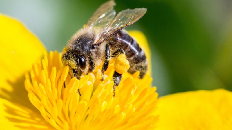 Baby Bees Brains Get Damages Due To The Pesticides