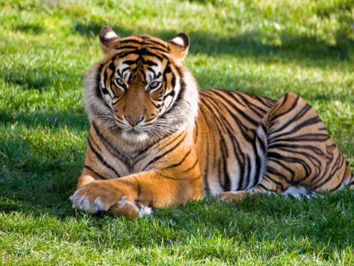 Tiger ‘Nadia’ Tests positive For COVID-19 at NYC’s Bronx Zoo