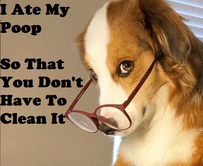 Why Do Dogs Eat Poop? And How to Stop a Dog From Eating Poop?