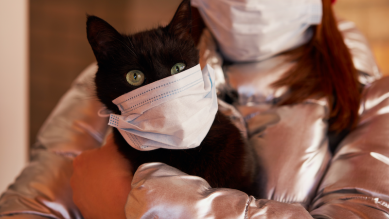 Coronavirus in Cats: Is it Real?