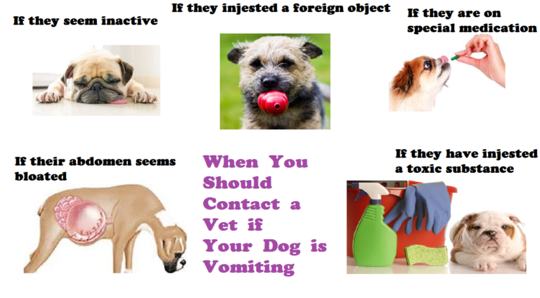 Vomiting In Dogs Causes Treatment And Prevention Infopedia