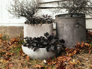 Black flowers in a stone pot in the backyard