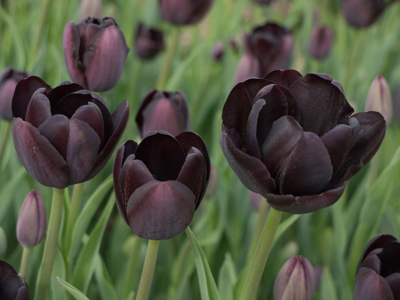 Alluring Black Flowers to Add Beauty to Your Garden