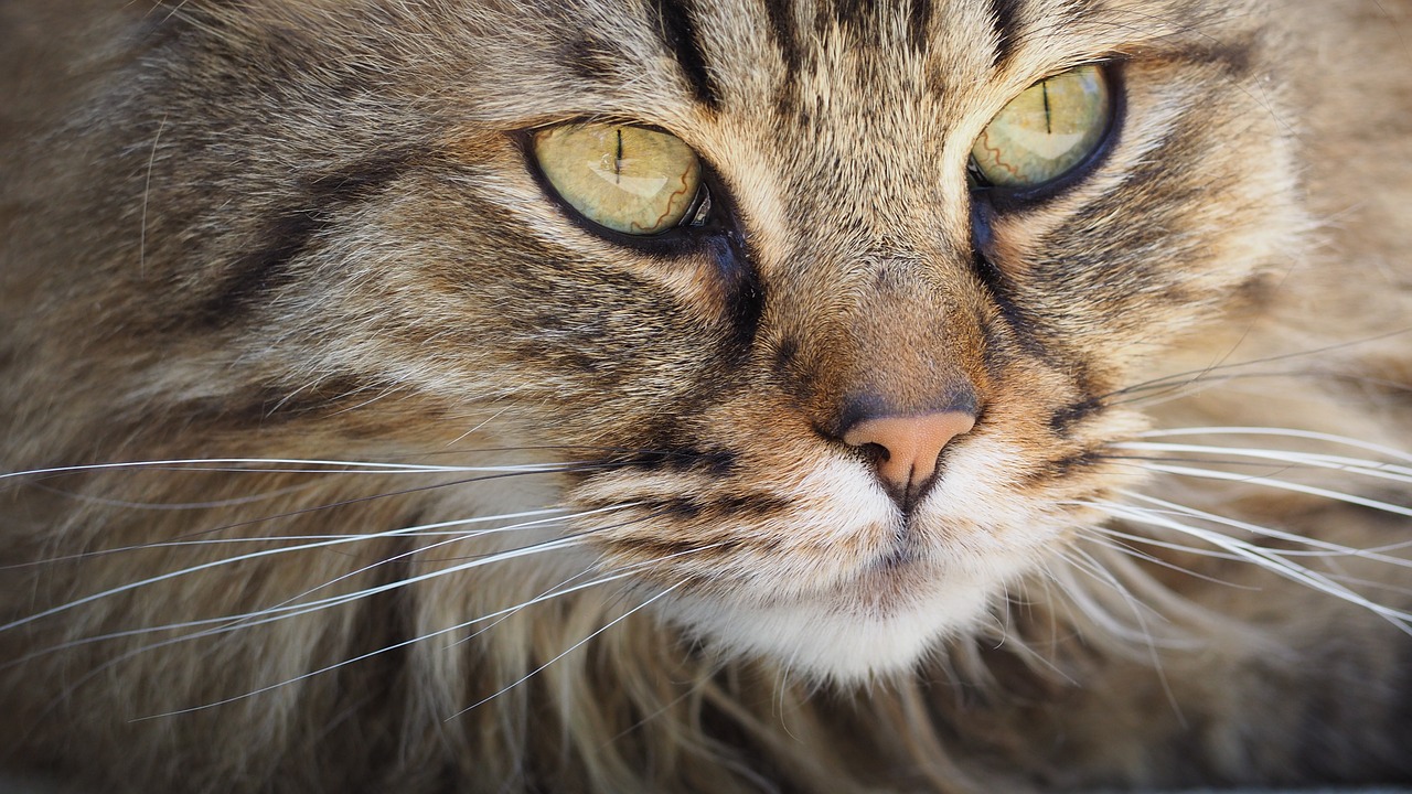 Exotic Cat Breeds That You Can Keep At Home Legally