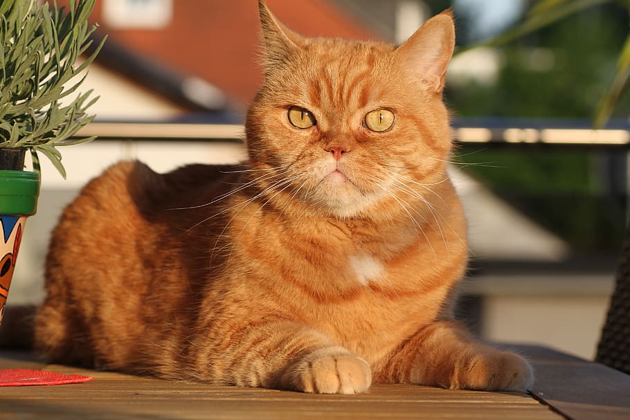 Best Exotic Shorthair Cat Foods Infopedia Everything You Need to Know